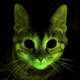 A fluorescent cat engineered by scientists using jelly fish genes. Image: Nature
